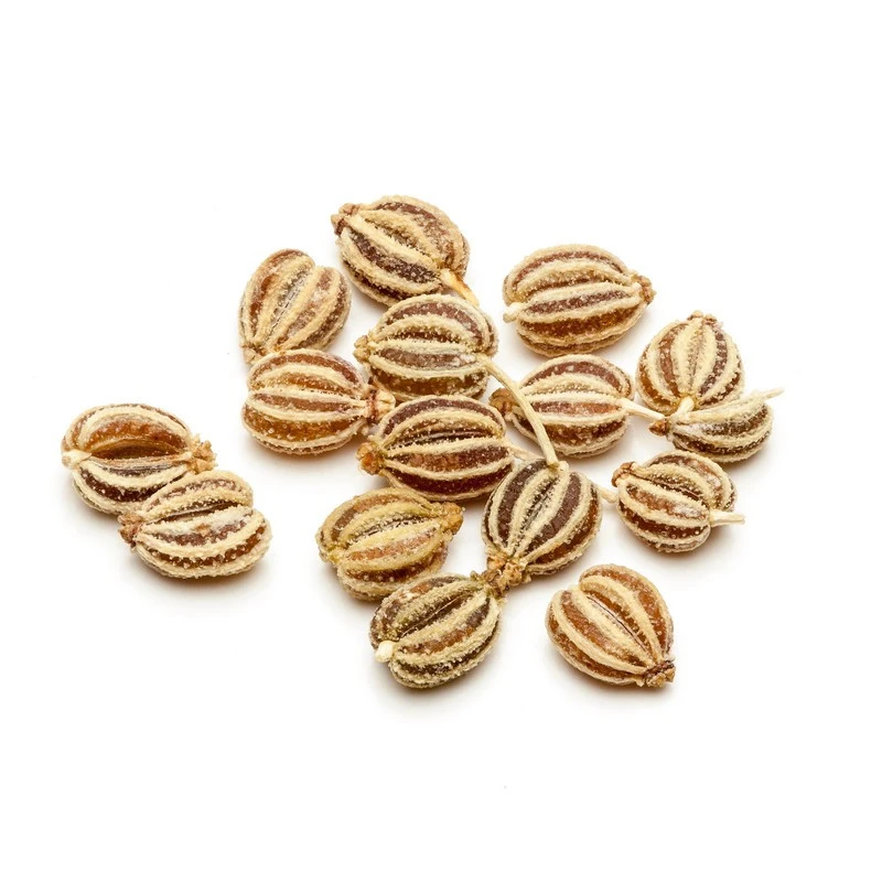 AJOWAN - Huile Essentielle BIO 3 AJOWAN - Huile Essentielle BIO – Image 3