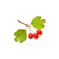 AUBÉPINE - Macérat De Bourgeons BIO -Aroma Nature Bien-Être aubepine macerat de bourgeons bio 2