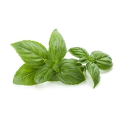 BASILIC DOUX À LINALOL - Huile Essentielle BIO -Aroma Nature Bien-Être basilic doux a linalol huile essentielle bio 2