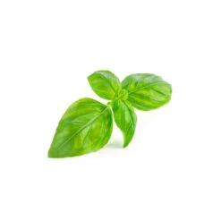 BASILIC TROPICAL - Huile Essentielle BIO -Aroma Nature Bien-Être basilic huile essentielle bio 4