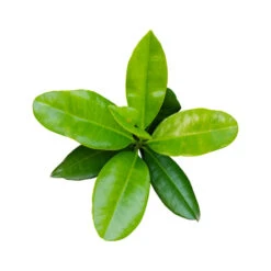 BAY SAINT THOMAS - Huile Essentielle BIO -Aroma Nature Bien-Être bay saint thomas huile essentielle bio 2