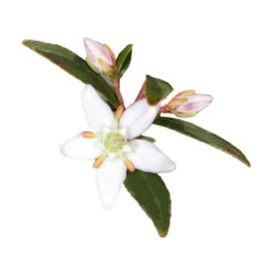 BUCHU - Huile Essentielle BIO 4 BUCHU - Huile Essentielle BIO -Aroma Nature Bien-Être buchu huile essentielle bio 1