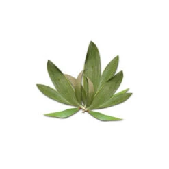 CAJEPUT - Huile Essentielle BIO -Aroma Nature Bien-Être cajeput huile essentielle bio 2