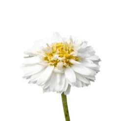 CAMOMILLE ROMAINE - Huile Essentielle BIO -Aroma Nature Bien-Être camomille romaine huile essentielle bio 3