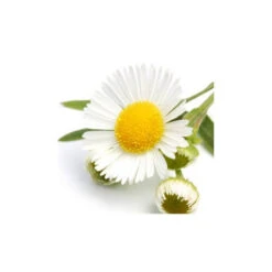 CAMOMILLE SAUVAGE - Huile Essentielle BIO -Aroma Nature Bien-Être camomille sauvage huile essentielle bio 2