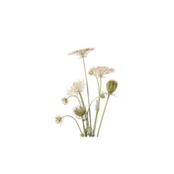 CAROTTE SEMENCES - Huile Essentielle BIO -Aroma Nature Bien-Être carotte huile essentielle bio 2