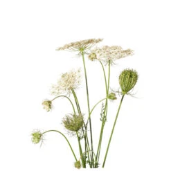 Aroma Nature Bien-Être -Aroma Nature Bien-Être carotte hydrolat bio 1