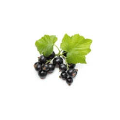 CASSIS - Macérat De Bourgeons BIO -Aroma Nature Bien-Être cassis macerat de bourgeons bio 2