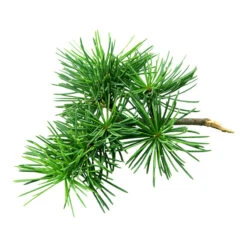 CÈDRE DE L'ATLAS - Huile Essentielle BIO -Aroma Nature Bien-Être cedre de l atlas huile essentielle bio 4