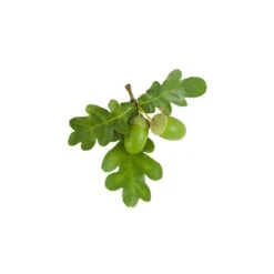 CHÊNE - Macérat De Bourgeons BIO 6 CHÊNE - Macérat De Bourgeons BIO -Aroma Nature Bien-Être chene macerat de bourgeons bio 2