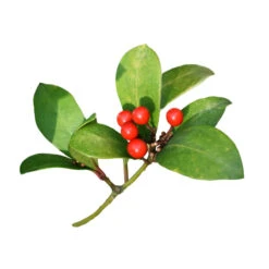 GAULTHÉRIE COUCHÉE - Huile Essentielle BIO -Aroma Nature Bien-Être gaultherie couchee huile essentielle bio 3