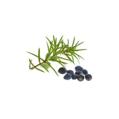 GENÉVRIER - Macérat De Bourgeons BIO -Aroma Nature Bien-Être genevrier macerat de bourgeons bio 2