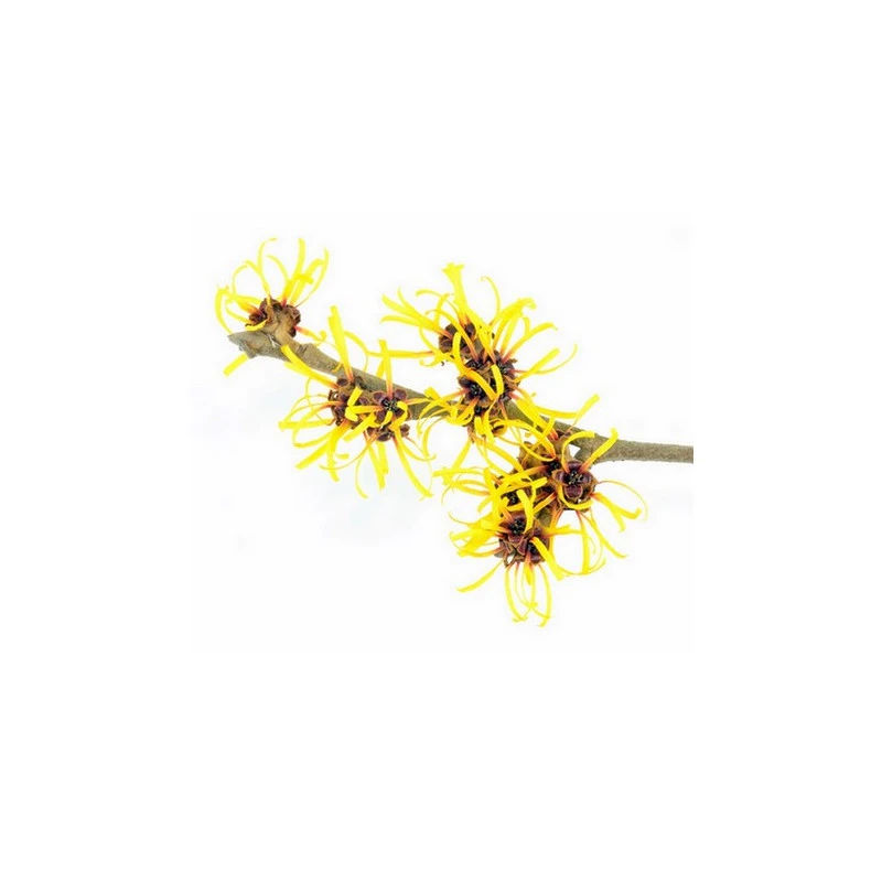 HAMAMELIS - Hydrolat BIO 2 HAMAMELIS - Hydrolat BIO – Image 2
