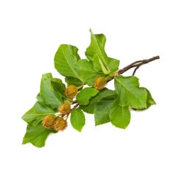 HÊTRE - Macérat De Bourgeons BIO -Aroma Nature Bien-Être hetre macerat de bourgeons bio 2