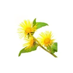 INULE ODORANTE - Huile Essentielle BIO -Aroma Nature Bien-Être inule odorante huile essentielle bio 2