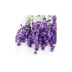 LAVANDIN SUPER - Huile Essentielle BIO 10 LAVANDIN SUPER - Huile Essentielle BIO -Aroma Nature Bien-Être lavandin super huile essentielle bio 4