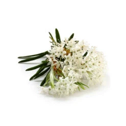 LÉDON DU GROENLAND - Huile Essentielle BIO -Aroma Nature Bien-Être ledon du groenland huile essentielle bio 3