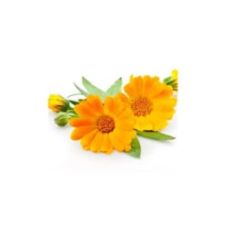 Calendula - Macérât Huileux BIO - Flacon En Verre -Aroma Nature Bien-Être macerat huileux de calendula bio 3