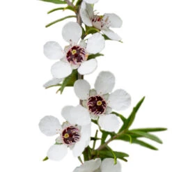 MANUKA - Huile Essentielle BIO -Aroma Nature Bien-Être manuka huile essentielle bio 2