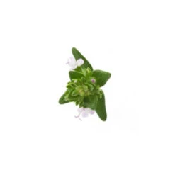 MARJOLAINE SYLVESTRE - Huile Essentielle BIO -Aroma Nature Bien-Être marjolaine sylvestre huile essentielle bio 2