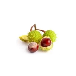 MARRONNIER - Macérat De Bourgeons BIO -Aroma Nature Bien-Être marronnier macerat de bourgeons bio 2