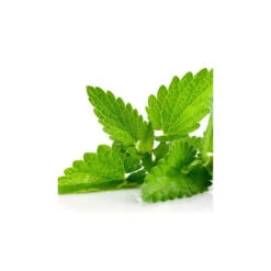 MÉLISSE - Huile Essentielle BIO -Aroma Nature Bien-Être melisse huile essentielle bio 2