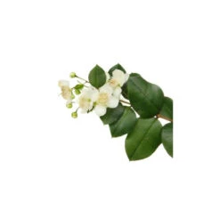 MYRTE ROUGE - Huile Essentielle BIO -Aroma Nature Bien-Être myrte rouge huile essentielle bio 3