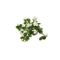 MYRTE VERT - Huile Essentielle BIO -Aroma Nature Bien-Être myrte vert huile essentielle bio 3