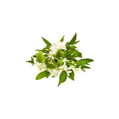 NÉROLI - Huile Essentielle BIO -Aroma Nature Bien-Être neroli huile essentielle bio 2