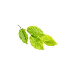 ORME - Macérat De Bourgeons BIO 6 ORME - Macérat De Bourgeons BIO -Aroma Nature Bien-Être orme macerat de bourgeons bio 2