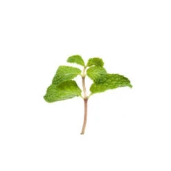 PATCHOULI - Huile Essentielle BIO -Aroma Nature Bien-Être patchouli huile essentielle bio 4