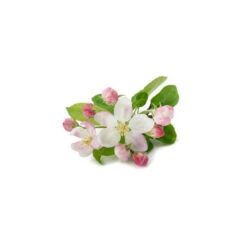 POMMIER - Macérat De Bourgeons BIO 6 POMMIER - Macérat De Bourgeons BIO -Aroma Nature Bien-Être pommier macerat de bourgeons bio 2