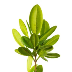 RAVENSARE - Huile Essentielle BIO -Aroma Nature Bien-Être ravensare huile essentielle bio 2