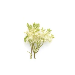 Reine Des Prés - Macérât Huileux BIO - Flacon En Verre 9 Reine Des Prés - Macérât Huileux BIO - Flacon En Verre -Aroma Nature Bien-Être reine des pres macerat huileux bio 3