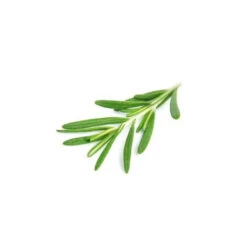 ROMARIN À CINÉOLE - Huile Essentielle BIO -Aroma Nature Bien-Être romarin a cineole huile essentielle bio 2