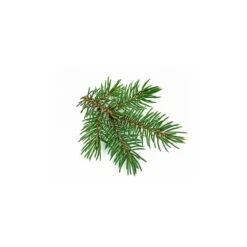 SAPIN BLANC - Macérat De Bourgeons BIO -Aroma Nature Bien-Être sapin blanc macerat de bourgeons bio 2