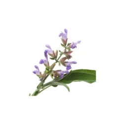 SAUGE À FEUILLES DE LAVANDE - Huile Essentielle BIO -Aroma Nature Bien-Être sauge a feuilles de lavande huile essentielle bio 2