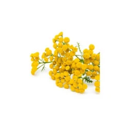 TANAISIE ANNUELLE - Huile Essentielle BIO 8 TANAISIE ANNUELLE - Huile Essentielle BIO -Aroma Nature Bien-Être tanaisie annuelle huile essentielle bio 3