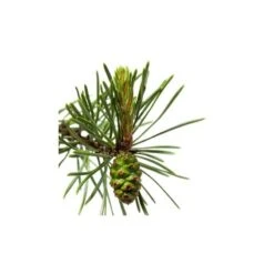 TÉRÉBENTHINE - Huile Essentielle BIO -Aroma Nature Bien-Être terebenthine huile essentielle bio 2