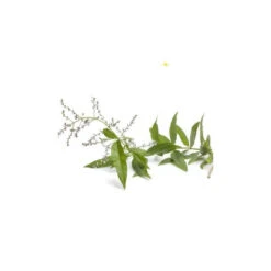 VERVEINE ODORANTE - Huile Essentielle BIO -Aroma Nature Bien-Être verveine odorante huile essentielle bio 3