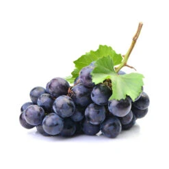 VIGNE - Macérat De Bourgeons BIO 7 VIGNE - Macérat De Bourgeons BIO -Aroma Nature Bien-Être vigne macerat de bourgeons bio 3