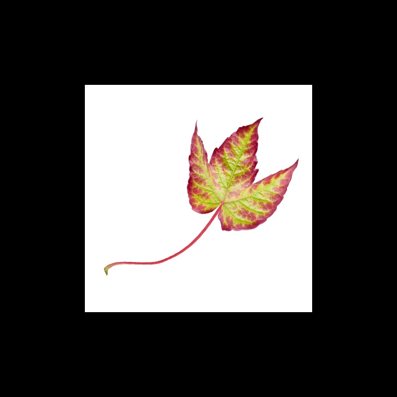 VIGNE VIERGE - Macérat De Bourgeons BIO 3 VIGNE VIERGE - Macérat De Bourgeons BIO – Image 3