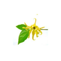 YLANG YLANG COMPLÈTE - Huile Essentielle BIO -Aroma Nature Bien-Être ylang ylang complete huile essentielle bio 5