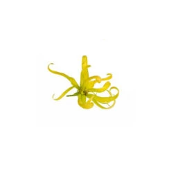 YLANG YLANG III - Huile Essentielle BIO -Aroma Nature Bien-Être ylang ylang iii huile essentielle bio 2